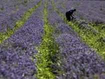 BG поведе класацията за производство на лавандулово масло