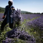 Bulgaria Lavender Oil