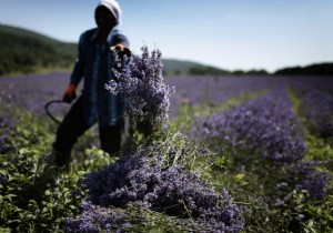 Bulgaria Lavender Oil