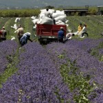 Bulgaria Lavender Oil