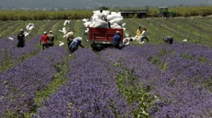 Bulgaria Lavender Oil