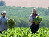 България вече закъснява с обсъждането на новата селскостопанска политика