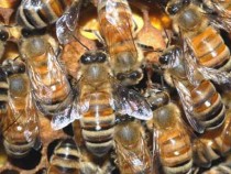 ДФЗ: Започва приемът на заявления по пчеларската програма