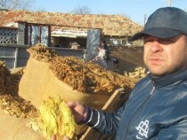 Цветан Филев: Европейското тютюнопроизводство е под натиск