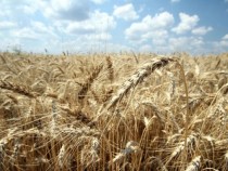 Приключенията на житеното зрънце