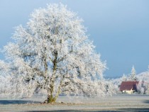 Искам Коледа на острова