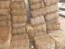 Тютюнът в Североизточна България се изкупува на цени с 10% по-високи от миналогодишните