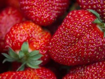 Приключения в страната „Ягоди със сметана”