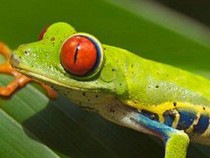 Радиоенциклопедия „Петте сетива и шестото чувство”: Да си отговорен за 75% от информацията