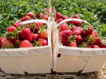 Агенцията по заетостта набира ягодоберачки за Испания