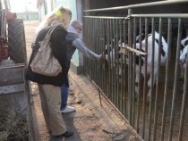 Започва прием на заявления за плащане по Схемата за намаляване на производството на краве мляко