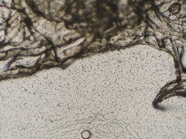 „Микропейзажи“ – изложба фотографии