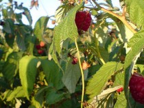 Представят нова технология за биомалини, разработена в Кюстендил