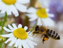 XV Mеждународно изложение-договаряне по пчеларство се открива в Плевен