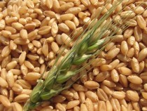 Хасковски производител на лимец с престижна награда за биоземеделие