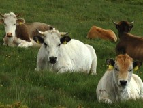 Бойко Синапов: Поскъпването на газа ще повиши цената на месото