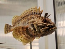 Уникални 3D макети на обитатели на Черно море гостуват в Пловдив