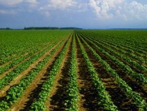 Доходите на земеделския производител са по-стабилни, откакто сме в ЕС