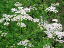 Искам, 18 март: Анасон