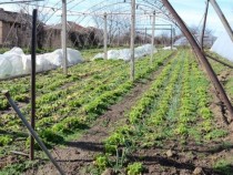 С 30% по-скъпи оранжерийни зеленчуци, ако газът скочи