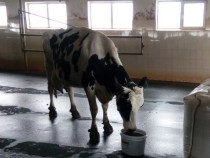 Отличиха крава рекордьор по млеконадой от Трапоклово