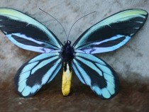 Най-големите насекоми в света показват в Природонаучния музей в Пловдив