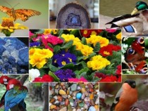 Радиоенциклопедия „Цветно, по-цветно… великолепно!”: Как го прави хамелеонът – цветовете в природата