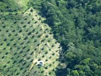 През 2016-а в България са консумирани над 12 хиляди тона палмово масло