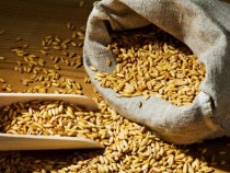 Цената на зърното е с 6% по-висока в сравнение със същия период на миналата година