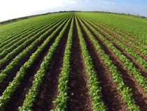 У нас започва серия от дебати, посветени на бъдещето на общата селскостопанска политика на ЕС