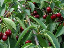 Големи поражения по черешите в Кюстендилско