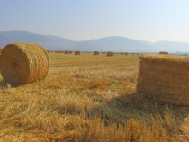 НАП: 50 000 земеделци не са платили данъци и осигуровки върху субсидии за 120 милиона лева