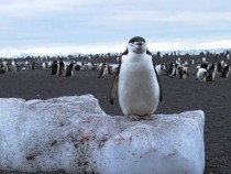 Приключенията на пингвинчето Рони