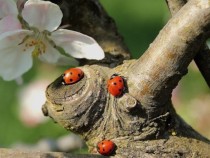 Калинке-малинке, купи ми обувки!