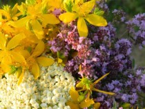 „Тръгнал ми Еньо с кола за билки“ – народни песни за Еньовден