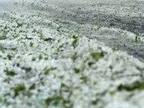 Градушка е нанесла големи щети по реколтата край Айтос, Карнобат и в Сливенско