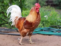 Къде е по-хубаво – на село или в града