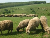 България и Турция ще възобновят търговията с животни от началото на 2018 година