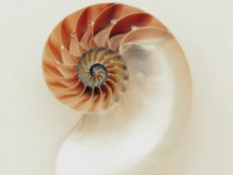 Литературен наблюдател с поглед към Емил-Мишел Чоран