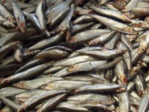 Министри от СТО обсъждат в Буенос Айрес риболовните субсидии и интернет търговията