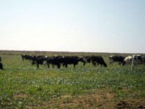 Над 5000 животновъди получиха 19 млн. лв. по схемите за директни плащания