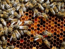 60% спад на добива на мед за 2018 г.
