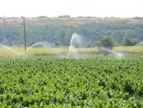 М. Милтенова: Секторът за плодове и зеленчуци вероятно пак ще бъде на опашката при подпомагането