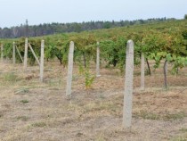 Красимир Коев: Последните години има тенденция 95% от изпитото вино в страната да е българско