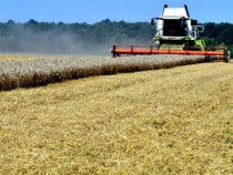 Хлебният баланс на страната е осигурен, информират от бранша след края на жътвата