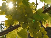 В Търговище се открива изложба "Под лозницата…"