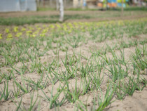 Големите вериги не предлагат достатъчно български биопродукти