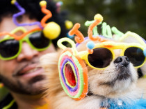 Собствениците на домашни животни в САЩ ще изразходват почти 500 млн. долара за костюми за техните любимци за Хелоуин