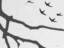 „Обратна гравитация“ в Бургас