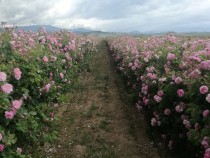 Зара Клисурова: Задължителната законова регистрация на розопроизводителите ще осигури защита на сектора